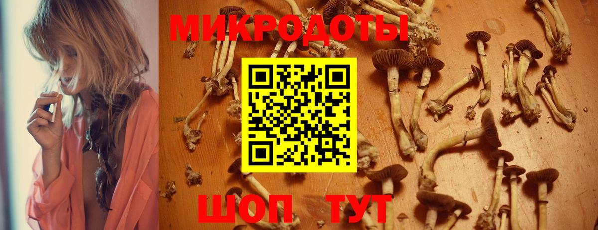 Галлюциногенные грибы Psilocybine cubensis Томск